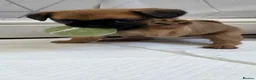 Mixed Breed dogs for sale: Puffin Puppies - Advert 3