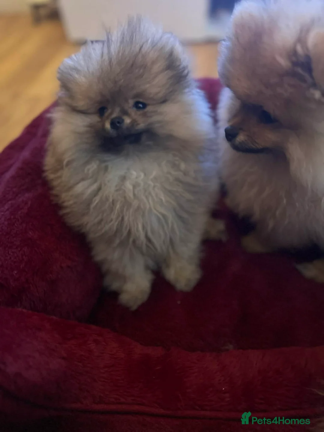 Pomeranian dogs for sale: Russian bloodline pomeranian Kc registered  - Advert 13