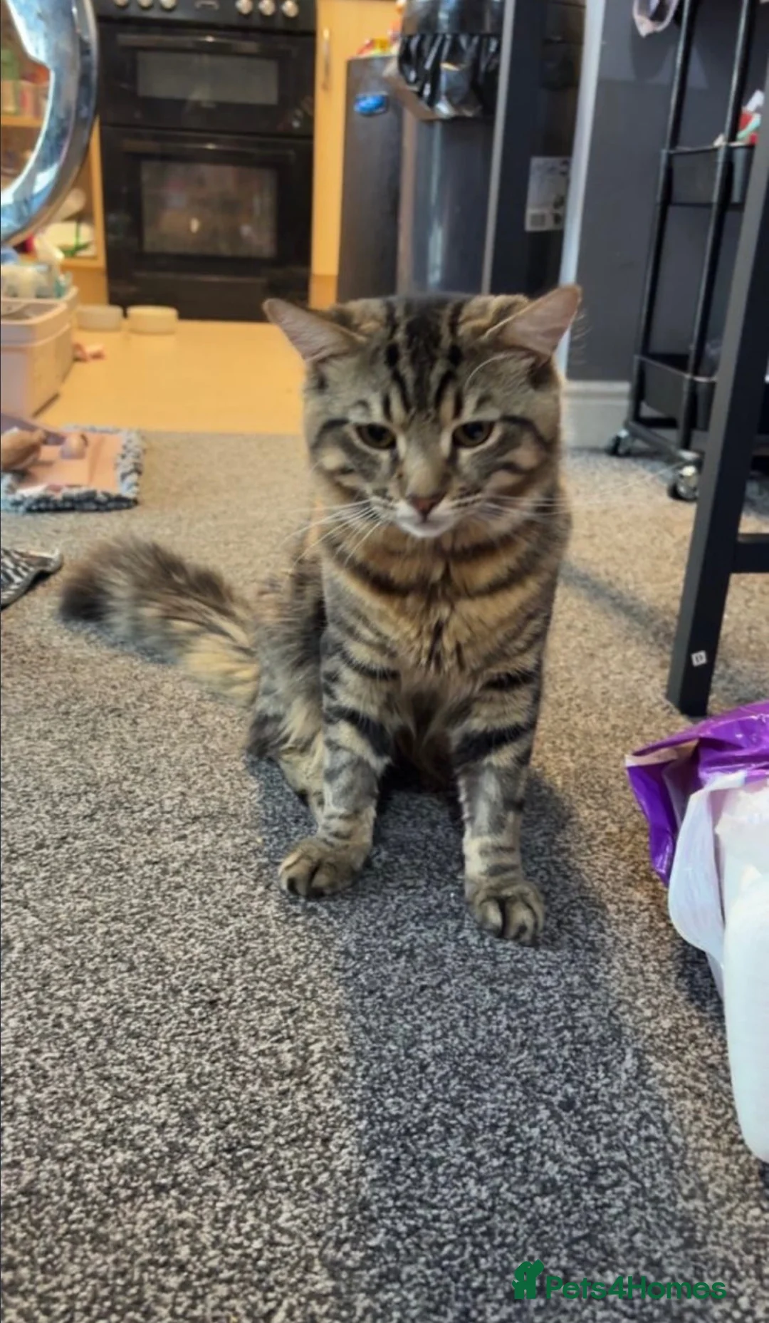 Mixed Breed cats for sale: 2 kittens for sale - Advert 2