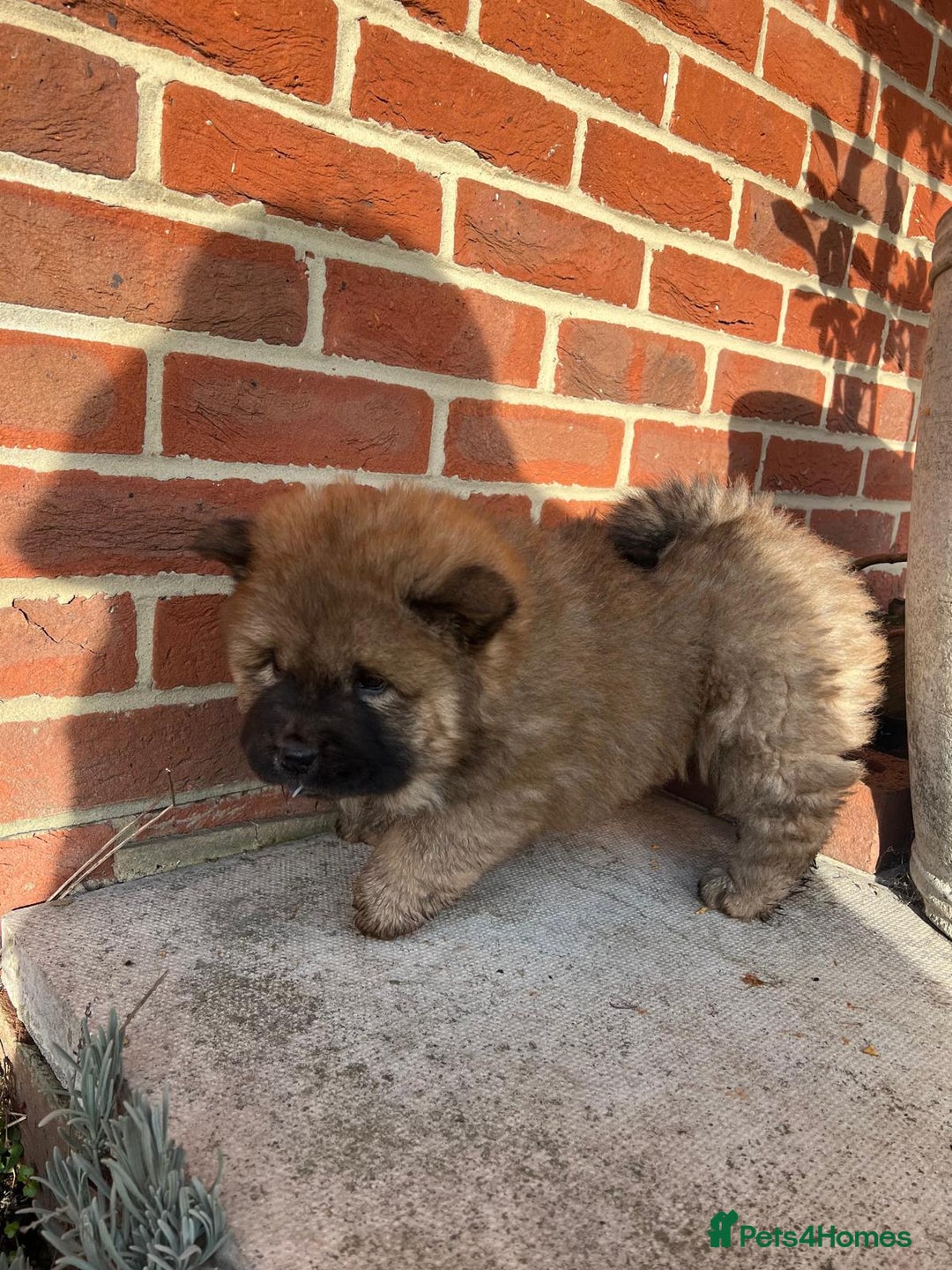 Chow Chow dogs for sale: Gorgeous Chow Chow Puppies Raised in a loving Home - Advert 32