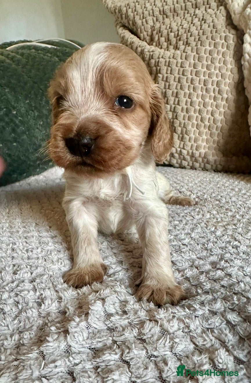 Cocker Spaniel dogs Stunning Show Cocker Spaniel Pups  - Advert 9