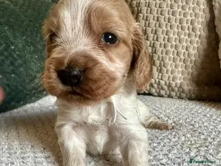 Cocker Spaniel dogs Stunning Show Cocker Spaniel Pups - Advert 9