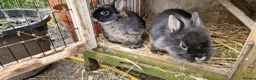 Mixed Breed rabbits for sale: Small, cute, soft, friendly bonded bunny brothers  - Advert 10