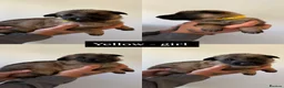 German Shepherd dogs for sale: German shepherd puppies in Sheffield - Advert 25