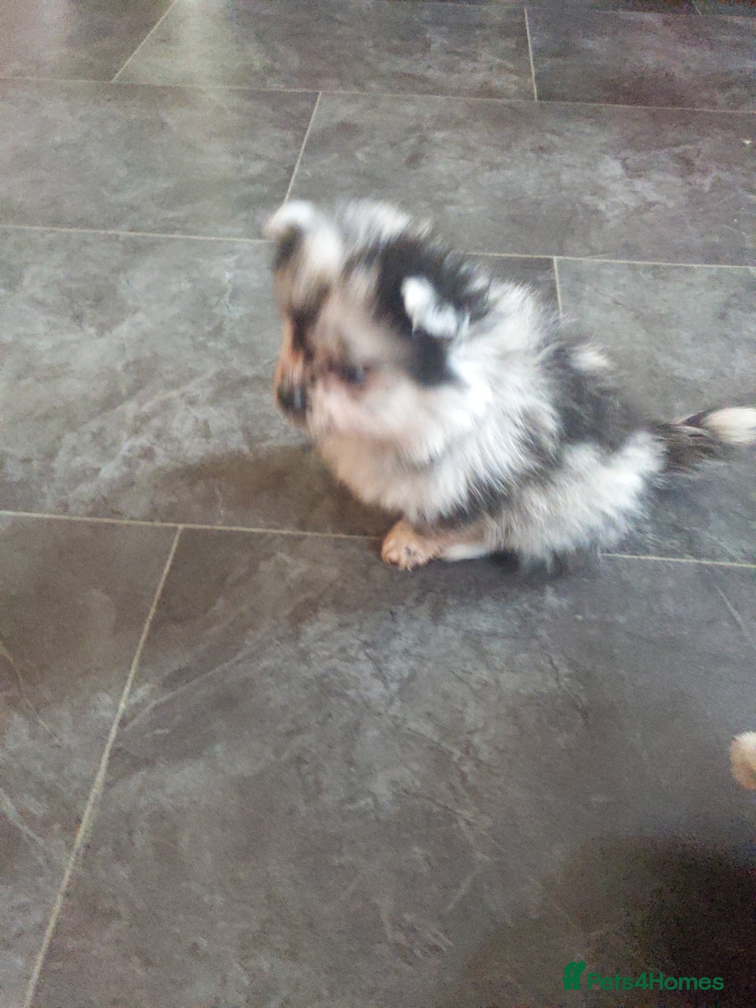 Pomeranian dogs for sale: Pomarian puppies for sale  - Advert 10