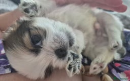 Shih Tzu dogs for sale: READY TO GO NOW Gorgeous Shih tzu puppies - Image 9
