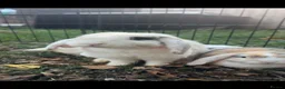 Mini Lop rabbits for sale: Mini Lop Bunnies - Advert 5