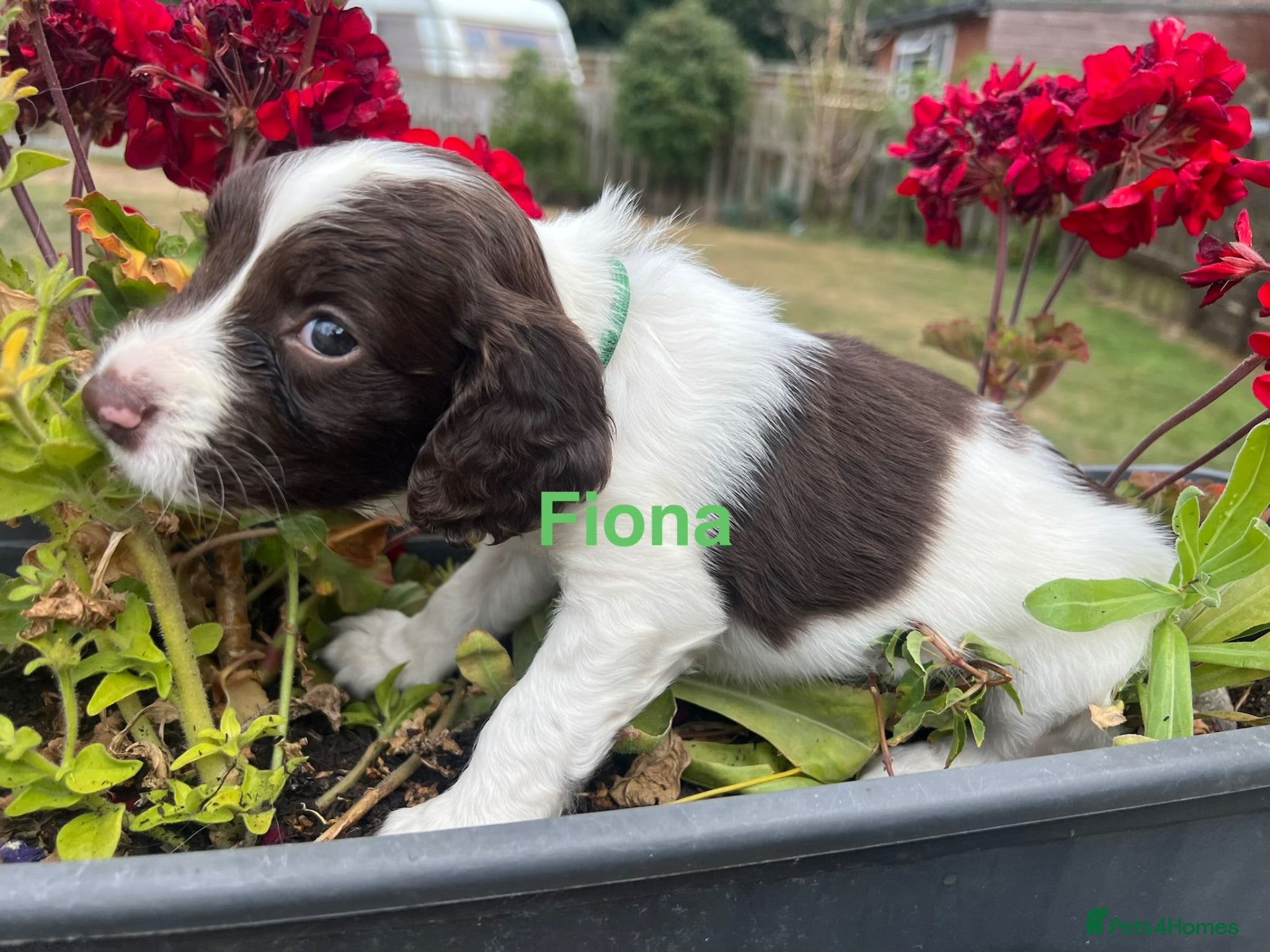 English Springer Spaniel dogs English Springer Spaniels white and liver girls - Advert 7