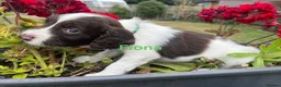 English Springer Spaniel dogs for sale: English Springer Spaniels white and liver girls in Thirsk - Advert 23