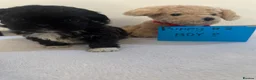 Shih Tzu dogs for sale: 7 shih tzu puppies are looking new home  - Advert 5