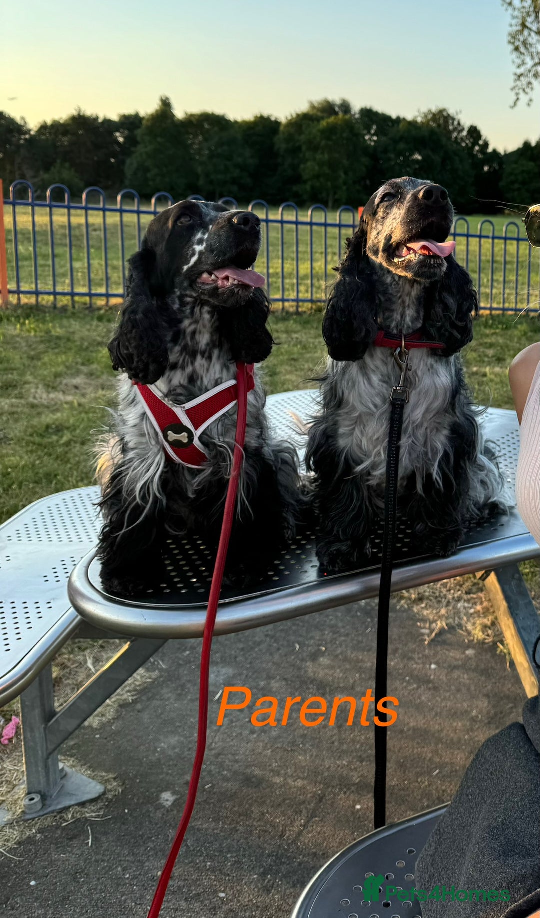 Cocker Spaniel dogs for sale: Beautiful English Cocker Spaniel Girl  - Advert 5