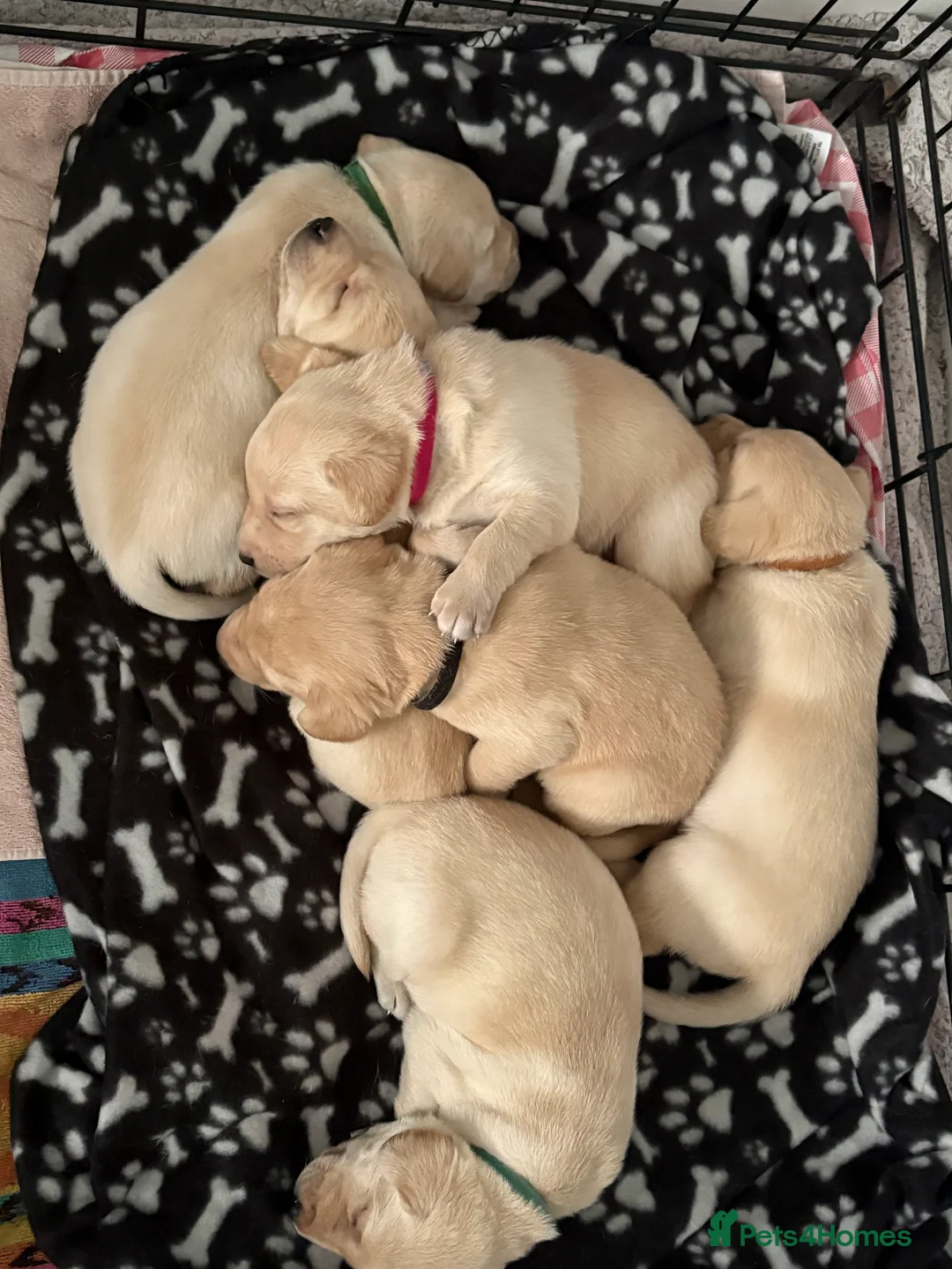Labrador Retriever dogs for sale: Labrador Retriever Puppies 🐶  - Advert 1