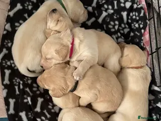 Labrador Retriever dogs Labrador Retriever Puppies 🐶 - Advert 4
