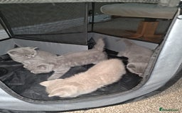 British Shorthair cats for sale: British Shorthair kitten  - Image 2