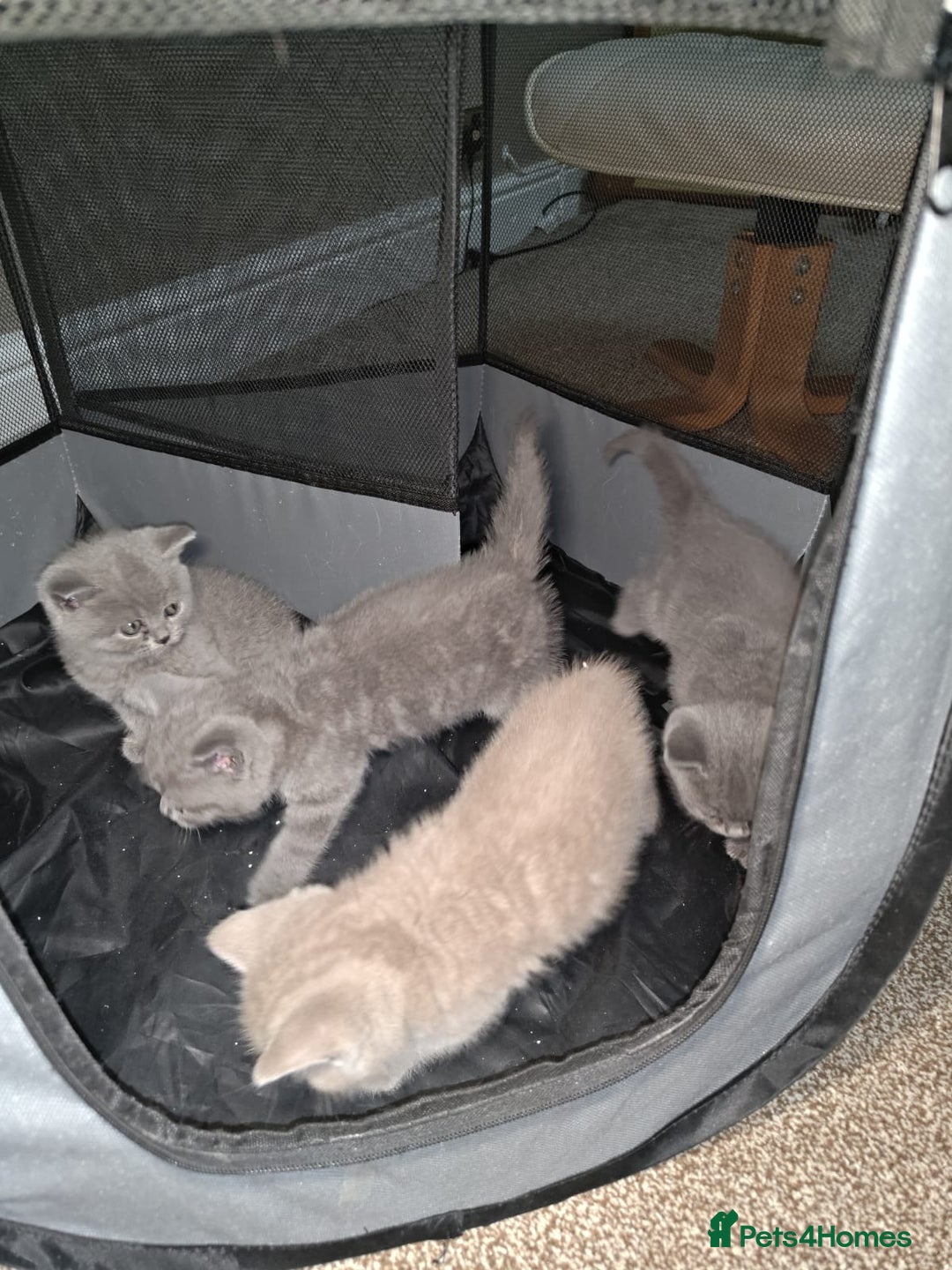 British Shorthair cats for sale: British Shorthair kitten  - Image 2