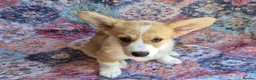 Welsh Corgi Pembroke dogs for sale: KC Registered Welsh Corgi Pembroke puppies in Horsham - Advert 3