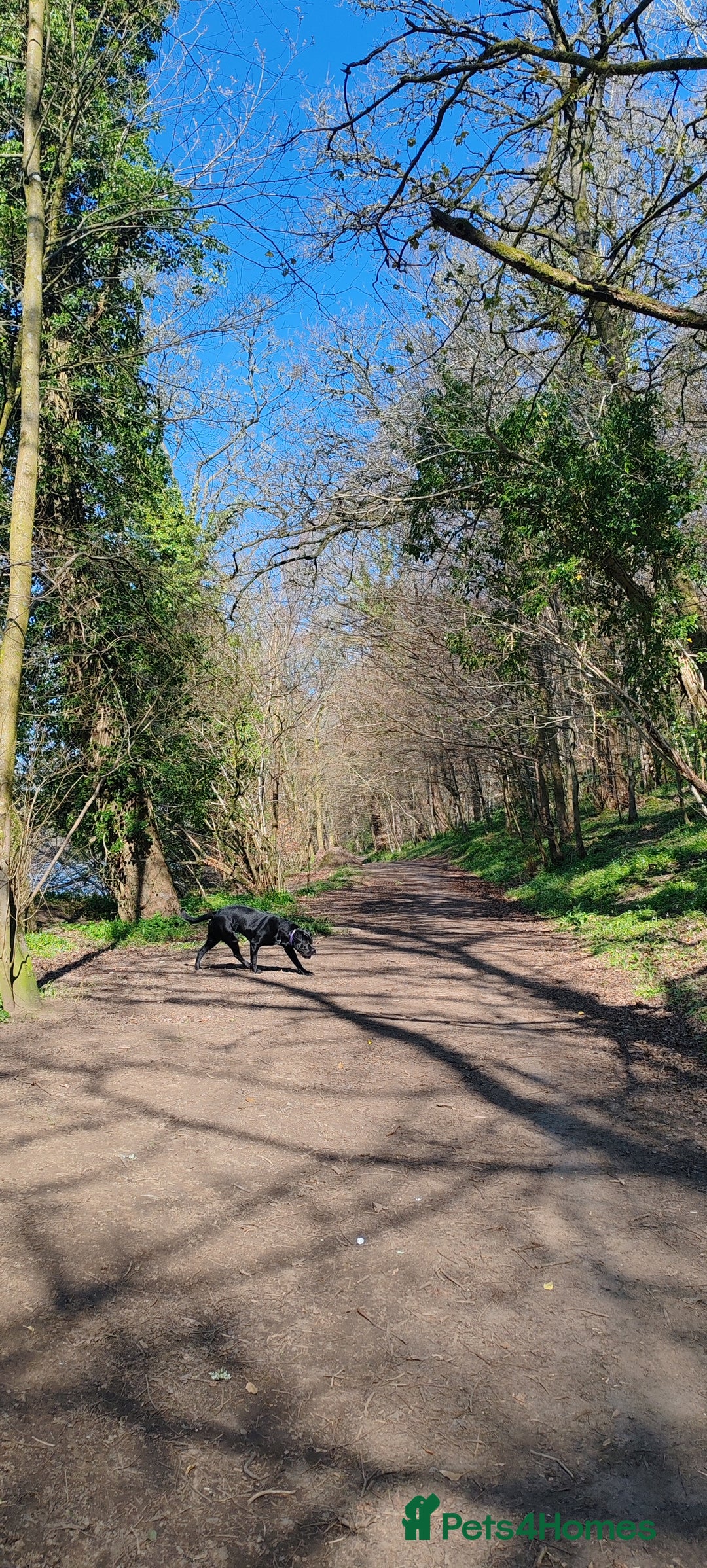 Cane Corso dogs for sale: Cane Corso  - Advert 26