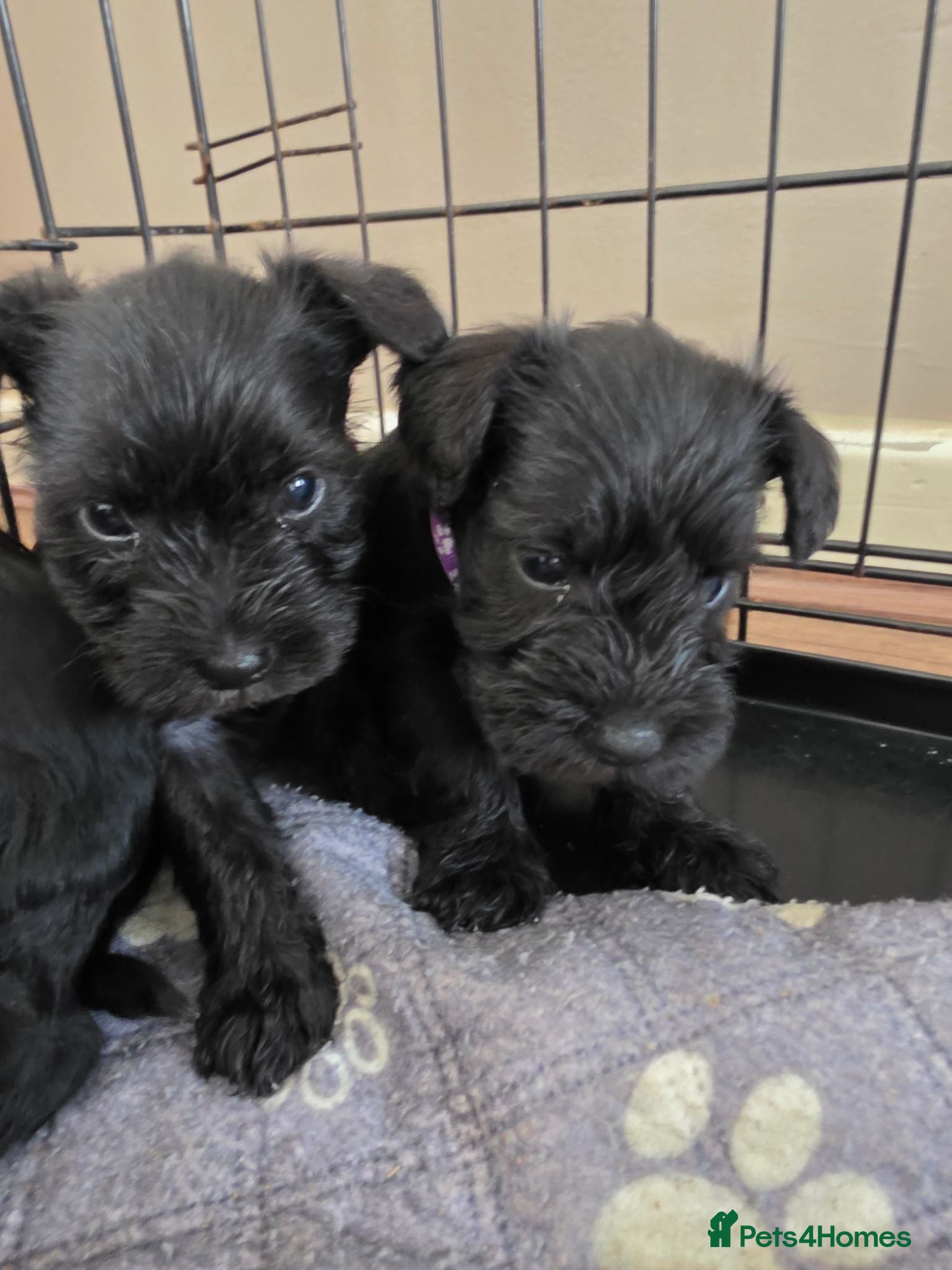 Miniature Schnauzer dogs Miniature schnauzer  - Advert 2