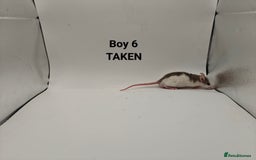 Rat rodents for sale: OCT: 32 Rats (7 Rats: 4 Boys, 3 Girls Left) - Advert 6