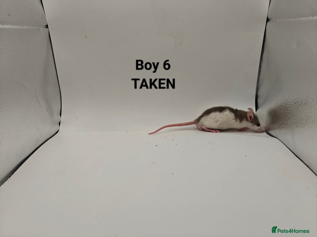 Rat rodents for sale: OCT: 32 Rats (7 Rats: 4 Boys, 3 Girls Left) - Advert 6