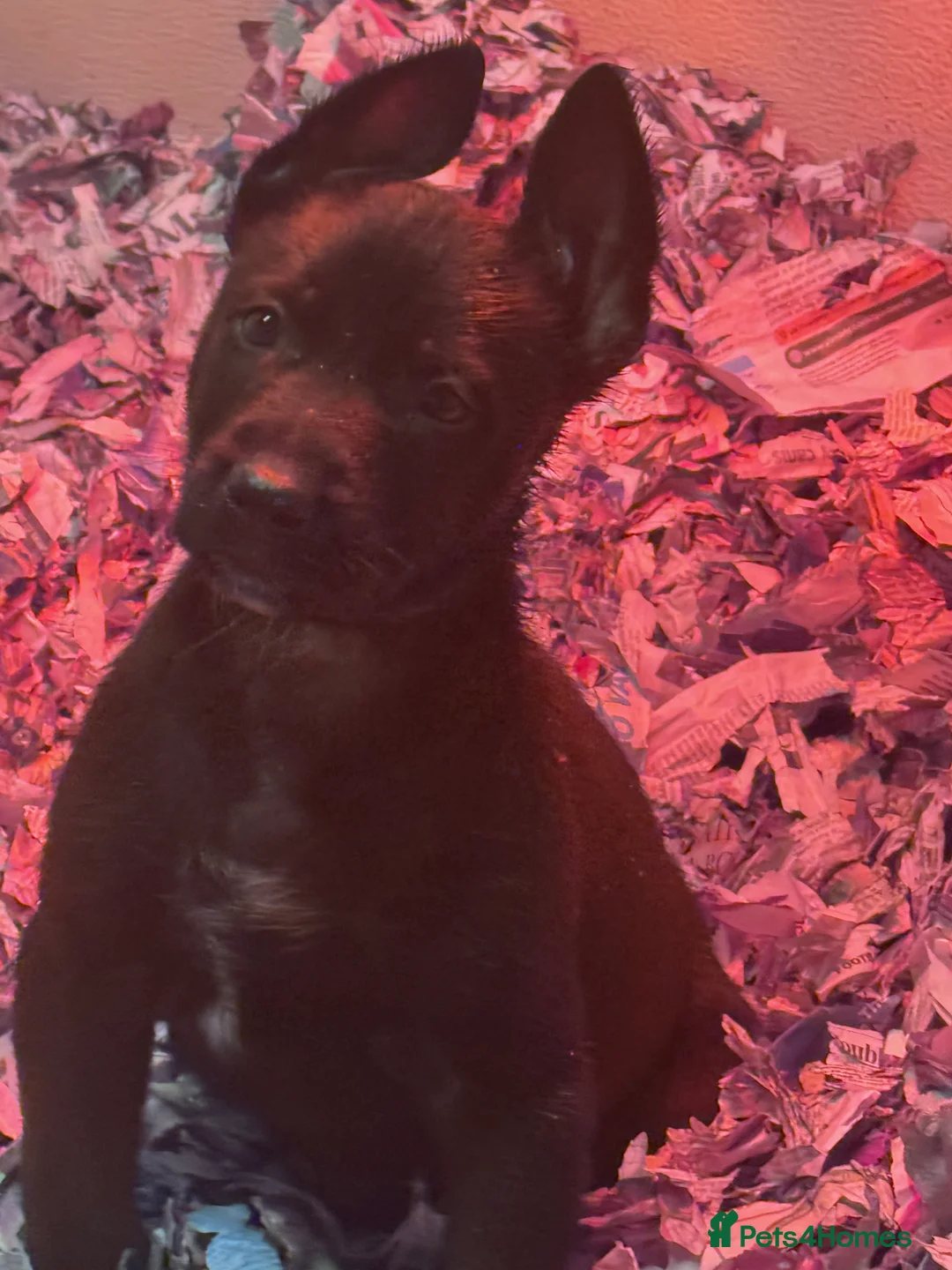 Belgian Shepherd Dog dogs for sale: Belgium Shepherd - Advert 13