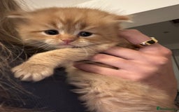 Mixed Breed cats for sale: Beautiful half Persian kittens - Image 16