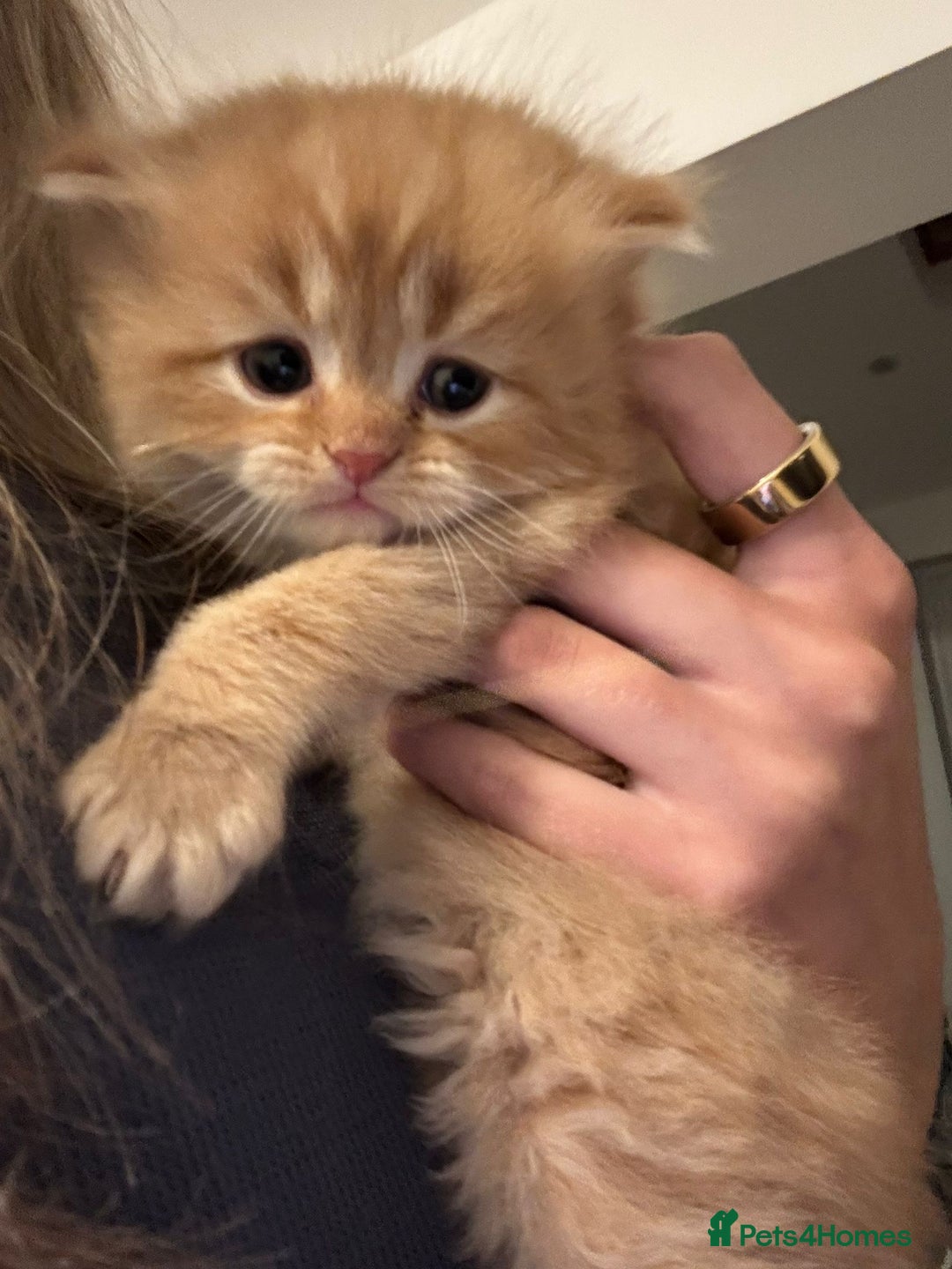 Mixed Breed cats for sale: Beautiful half Persian kittens - Image 16