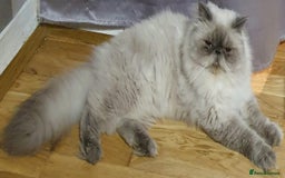 Persian cats for stud: GCCF REGISTERED PERSIAN STUD CHAMPION LINES PROVEN in London - Image 2