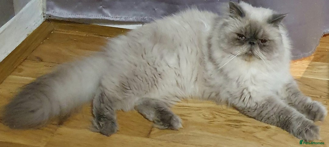 Persian cats for stud: GCCF REGISTERED PERSIAN STUD CHAMPION LINES PROVEN in London - Image 2