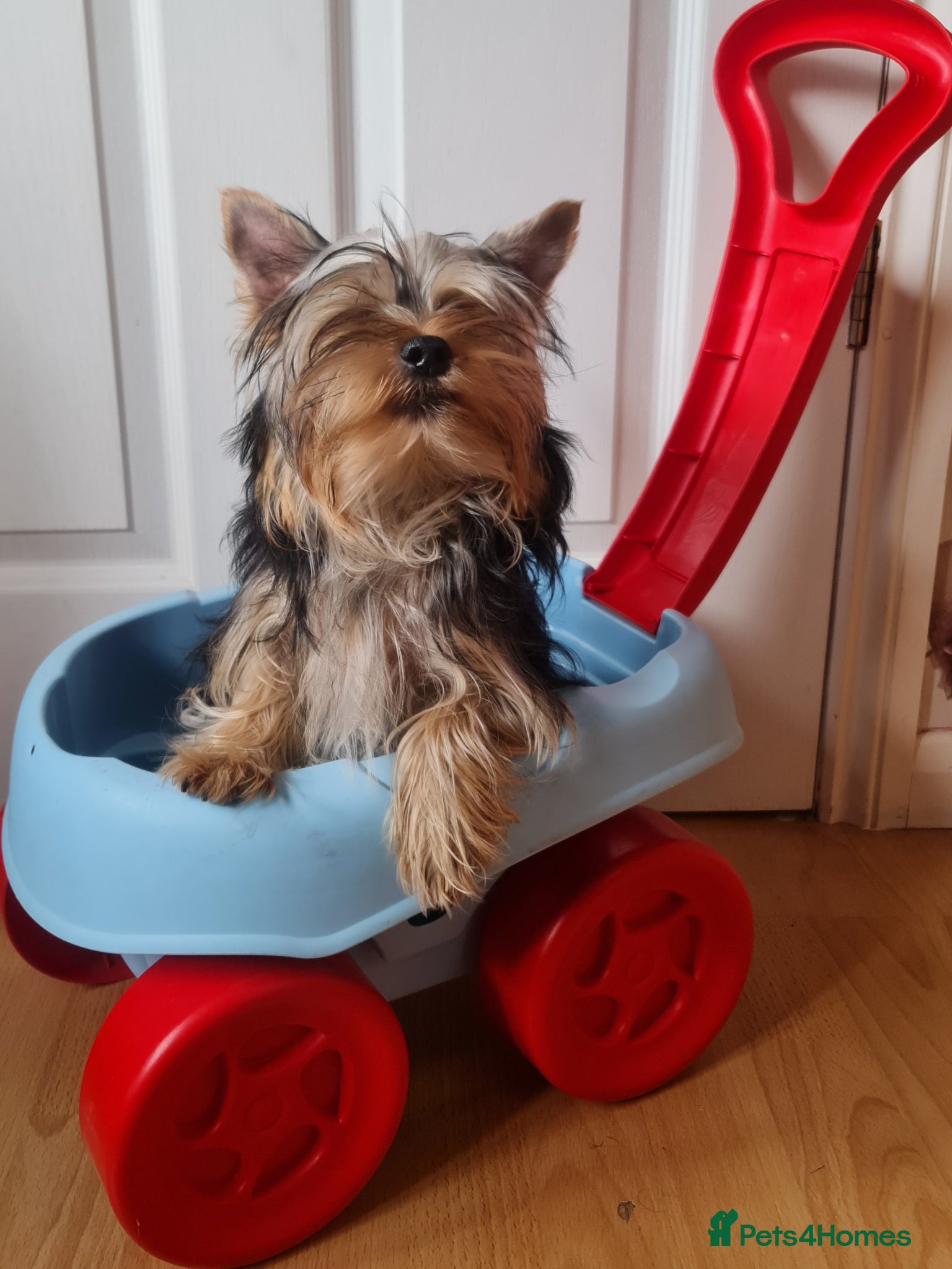Yorkshire Terrier dogs Purebreed Yorkshire Terrier - Advert 15