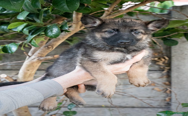 German Shepherd dogs - Advert 2