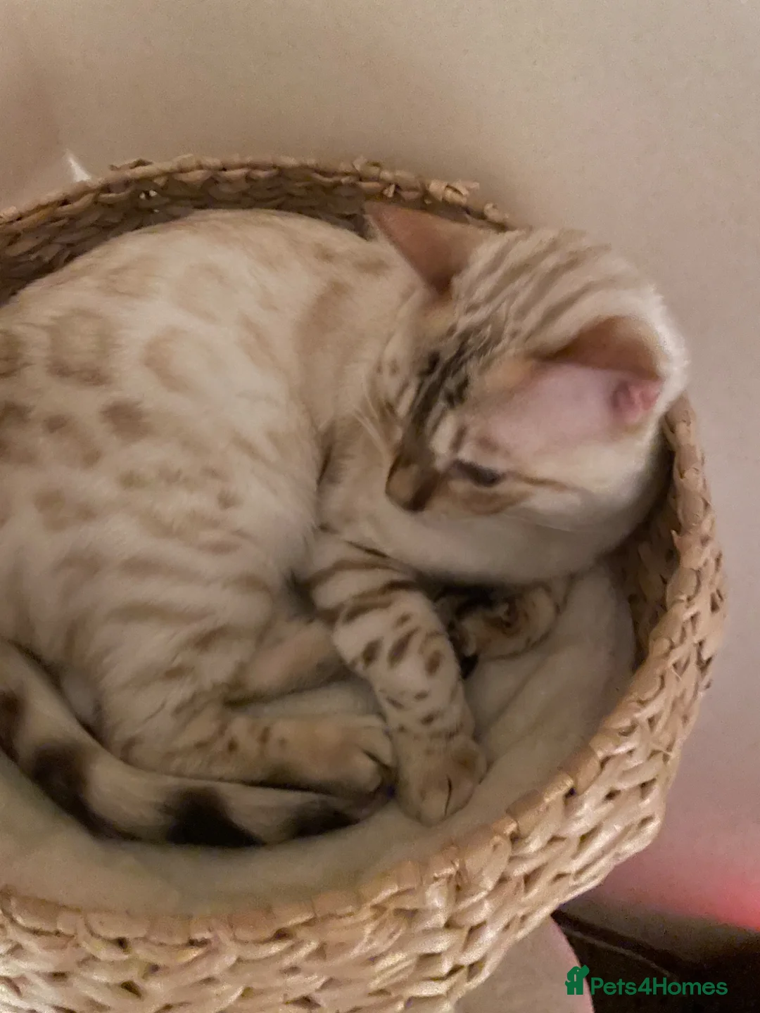 Bengal cats for sale: Snowy Bengal, 1 year old in Manchester - Advert 2