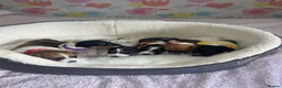 Jack Russell dogs for sale: Stunning traditional Jack Russell puppies - Advert 4