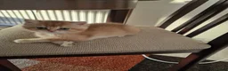 British Shorthair cats for sale: GCCF BY12 Golden British Shorthair Kittens - Advert 2