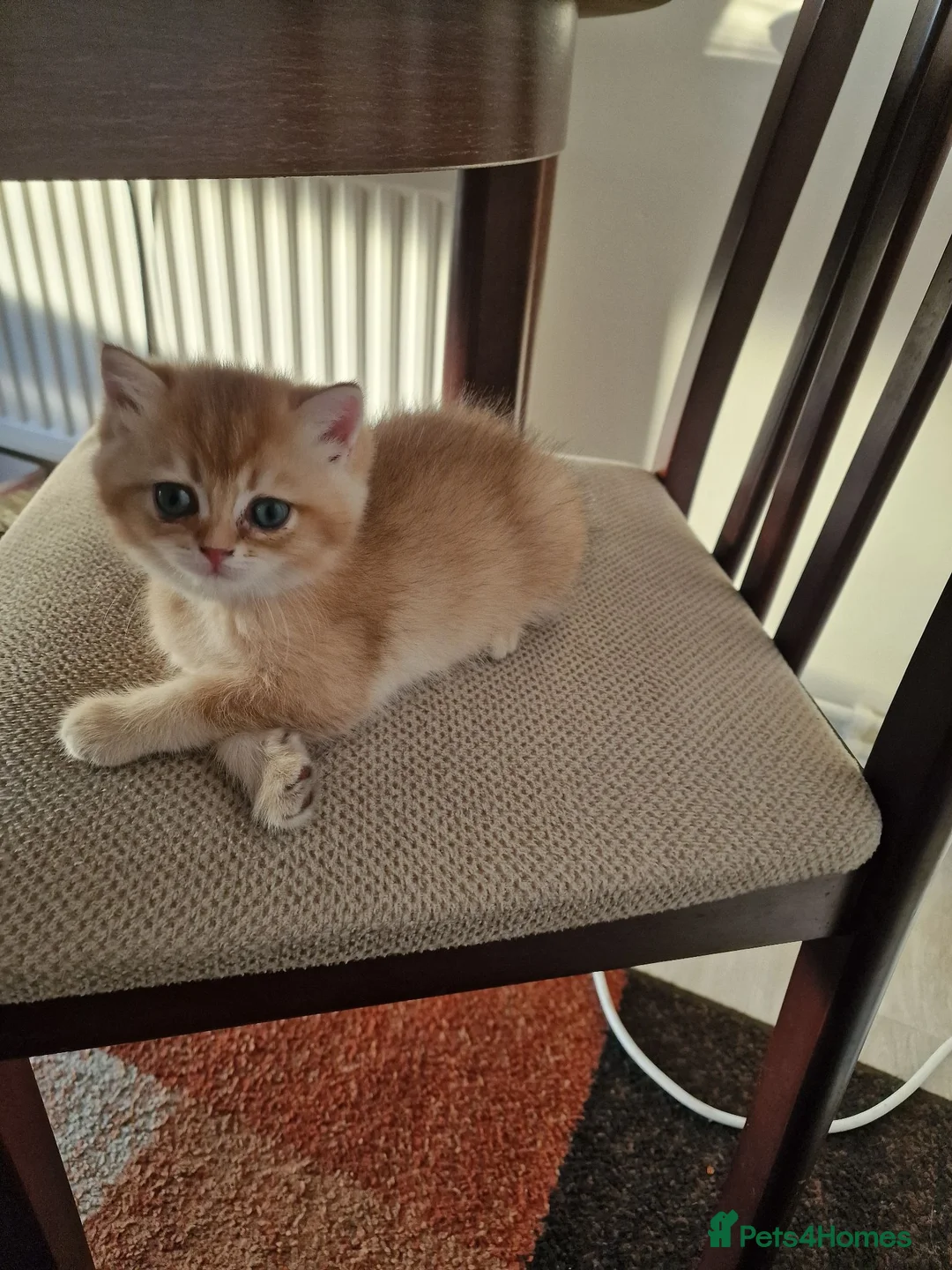 British Shorthair cats for sale: GCCF BY12 Golden British Shorthair Kittens - Advert 2
