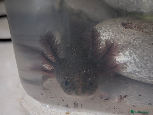 Axolotl reptiles - Advert 3