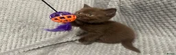 British Shorthair cats for sale: GCCF Registered Chocolate BSH kittens  - Advert 11