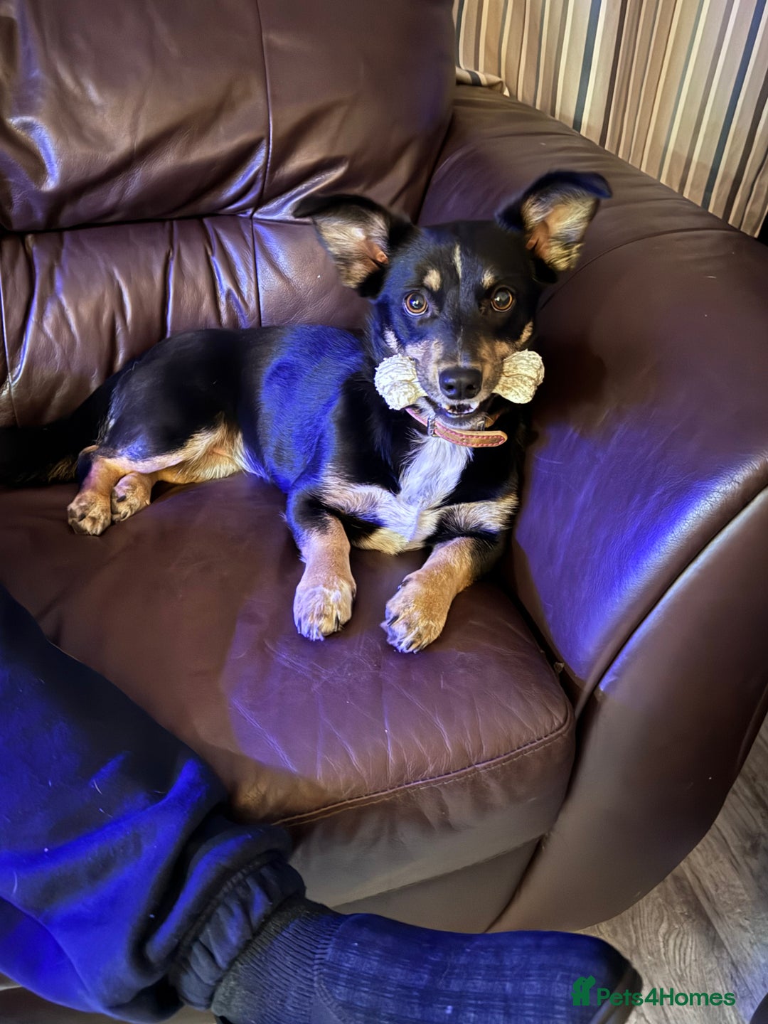 Mixed Breed dogs for sale: Female Corgi Collie mix - Advert 2