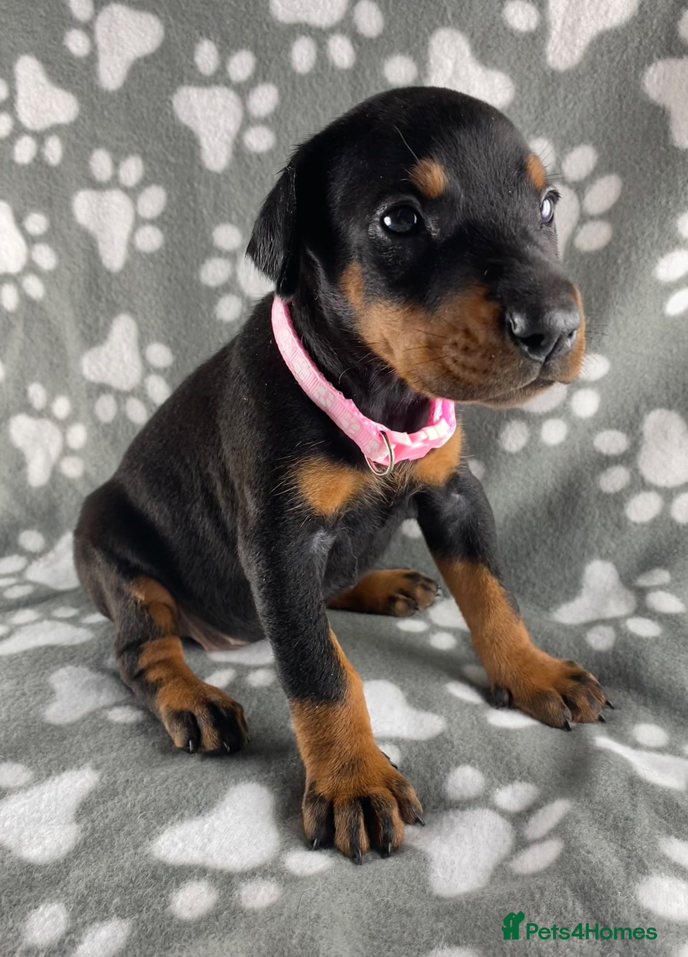 Dobermann dogs KC REGISTERED DOBERMAN PUPPIES - Advert 2