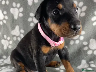 Dobermann dogs KC REGISTERED DOBERMAN PUPPIES - Advert 2