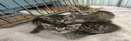 Savannah cats for sale: Only 1 girl savannah still available.  - Advert 5