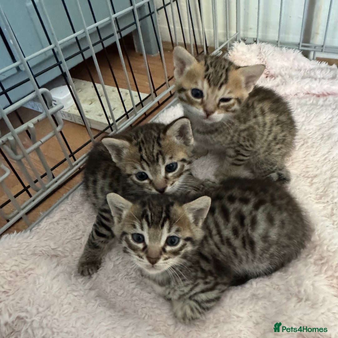 Savannah cats for sale: Only 1 girl savannah still available.  - Advert 5