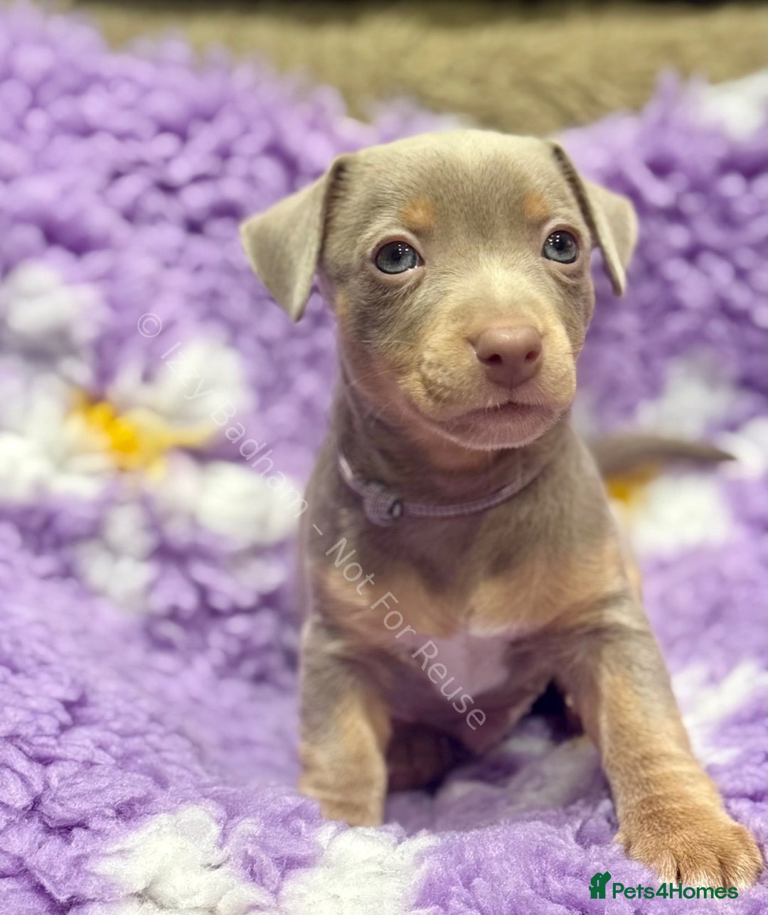 Jack Russell dogs for sale: Lilac and Chocolate Jack Russell Terrier Puppies  - Advert 1