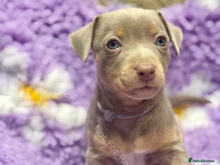 Jack Russell dogs Lilac and Chocolate Jack Russell Terrier Puppies - Advert 7