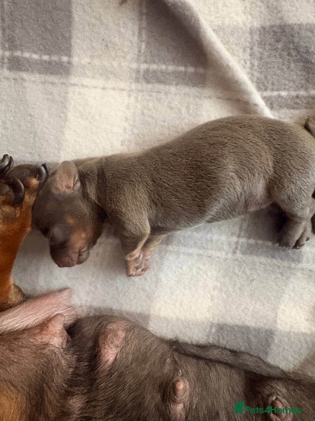 Miniature Dachshund dogs for sale: Beautiful blue/isabelle and tan puppies  - Advert 2