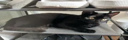 British Shorthair cats for sale: Kittens for sale - Advert 4