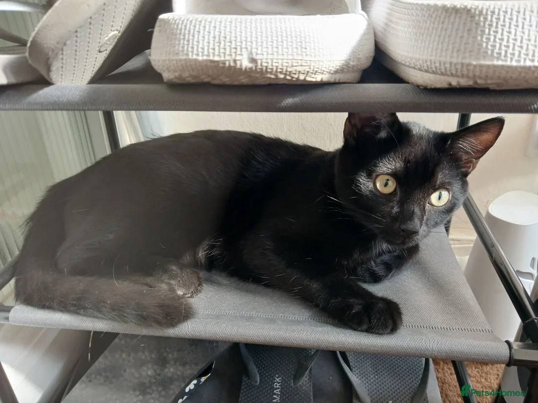 British Shorthair cats for sale: Kittens for sale - Advert 4