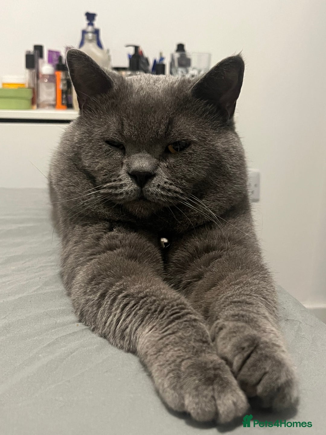 British Shorthair cats for sale: Lovely British Shorthair Cat for Sale – Simba 🐾 - Advert 3