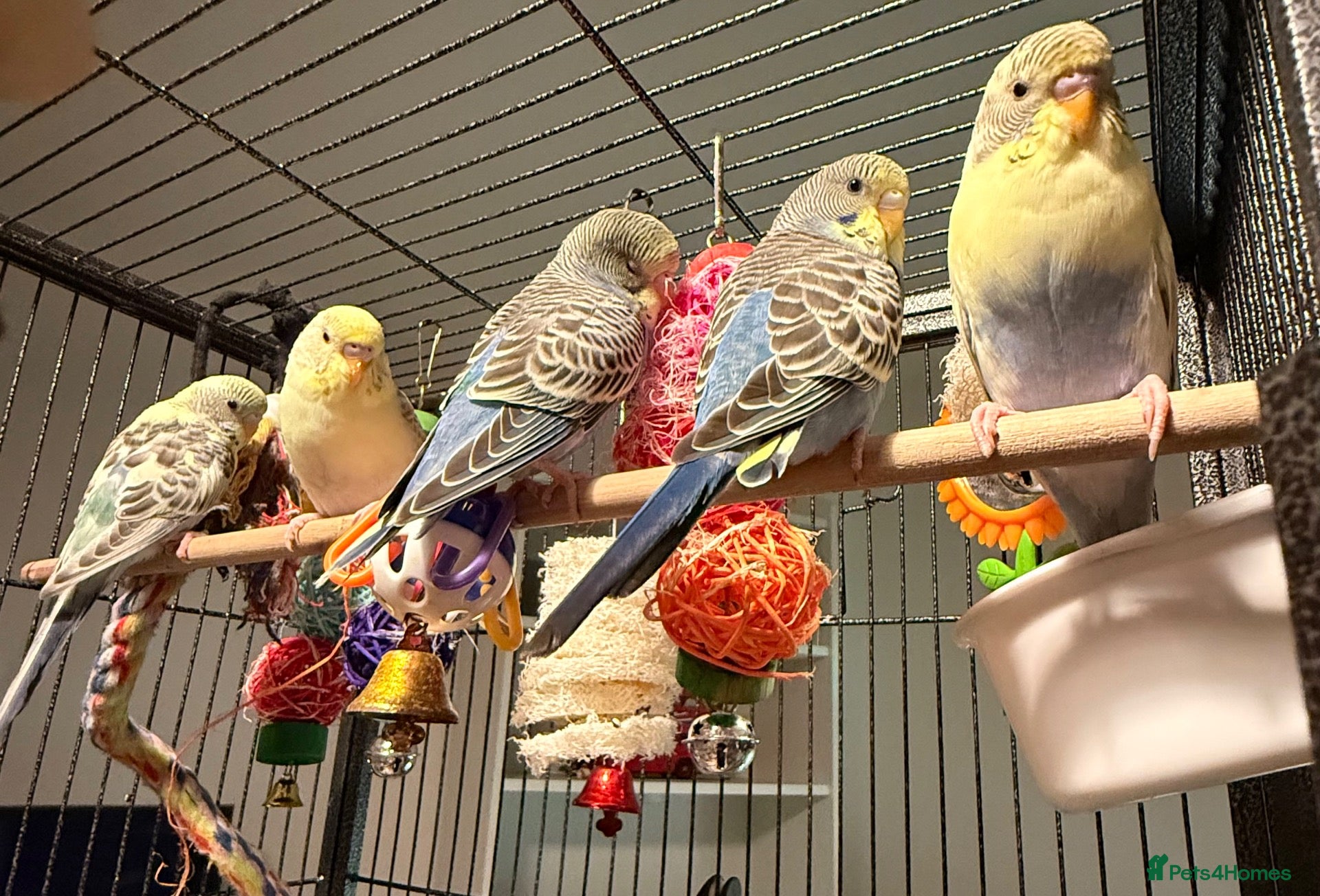 Budgerigars birds Beautiful Young Budgies 8–10wks Unique Colours  - Advert 1