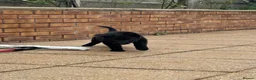 German Shepherd dogs for sale: BLACK TOP QUALITY CZECH GERMAN SHEPHERD PUPPY!! - Advert 12